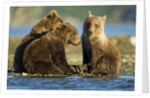 Brown Bear Cubs, Katmai National Park, Alaska by Anonymous