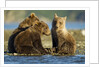 Brown Bear Cubs, Katmai National Park, Alaska by Anonymous