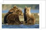 Brown Bear Cubs, Katmai National Park, Alaska by Anonymous