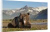 Grizzly Bear, Katmai National Park, Alaska by Anonymous