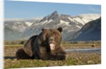 Grizzly Bear, Katmai National Park, Alaska by Anonymous