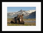 Grizzly Bear, Katmai National Park, Alaska by Anonymous