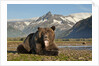 Grizzly Bear, Katmai National Park, Alaska by Anonymous
