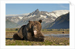 Grizzly Bear, Katmai National Park, Alaska by Anonymous