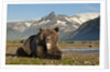Grizzly Bear, Katmai National Park, Alaska by Anonymous