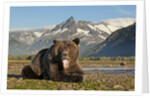 Grizzly Bear, Katmai National Park, Alaska by Anonymous