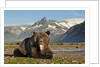 Grizzly Bear, Katmai National Park, Alaska by Anonymous