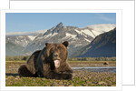 Grizzly Bear, Katmai National Park, Alaska by Anonymous