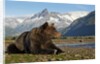 Brown Bear, Katmai National Park, Alaska by Anonymous