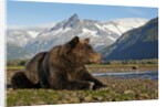 Brown Bear, Katmai National Park, Alaska by Anonymous