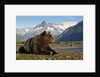 Brown Bear, Katmai National Park, Alaska by Anonymous