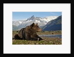 Brown Bear, Katmai National Park, Alaska by Anonymous