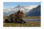 Brown Bear, Katmai National Park, Alaska by Anonymous