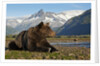 Brown Bear, Katmai National Park, Alaska by Anonymous