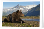 Brown Bear, Katmai National Park, Alaska by Anonymous