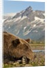 Brown Bear and Coastal Mountains, Katmai National Park, Alaska by Anonymous