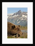 Brown Bear and Coastal Mountains, Katmai National Park, Alaska by Anonymous