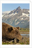 Brown Bear and Coastal Mountains, Katmai National Park, Alaska by Anonymous