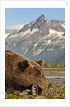 Brown Bear and Coastal Mountains, Katmai National Park, Alaska by Anonymous