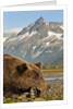 Brown Bear and Coastal Mountains, Katmai National Park, Alaska by Anonymous