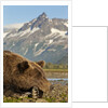 Brown Bear and Coastal Mountains, Katmai National Park, Alaska by Anonymous