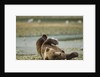 Resting Brown Bear, Katmai National Park, Alaska by Anonymous