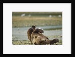 Resting Brown Bear, Katmai National Park, Alaska by Anonymous
