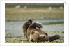 Resting Brown Bear, Katmai National Park, Alaska by Anonymous