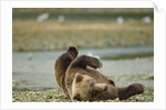 Resting Brown Bear, Katmai National Park, Alaska by Anonymous