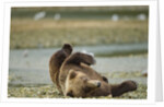 Resting Brown Bear, Katmai National Park, Alaska by Anonymous