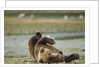 Resting Brown Bear, Katmai National Park, Alaska by Anonymous