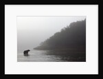 Brown Bear in Fog, Katmai National Park, Alaska by Anonymous