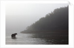 Brown Bear in Fog, Katmai National Park, Alaska by Anonymous
