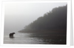 Brown Bear in Fog, Katmai National Park, Alaska by Anonymous