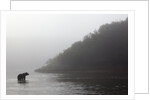 Brown Bear in Fog, Katmai National Park, Alaska by Anonymous