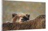 Brown Bear Cub and Mother, Katmai National Park, Alaska by Anonymous
