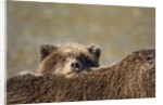 Brown Bear Cub and Mother, Katmai National Park, Alaska by Anonymous