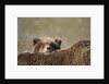 Brown Bear Cub and Mother, Katmai National Park, Alaska by Anonymous