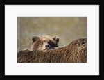 Brown Bear Cub and Mother, Katmai National Park, Alaska by Anonymous