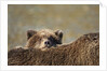 Brown Bear Cub and Mother, Katmai National Park, Alaska by Anonymous