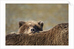 Brown Bear Cub and Mother, Katmai National Park, Alaska by Anonymous