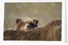 Brown Bear Cub and Mother, Katmai National Park, Alaska by Anonymous