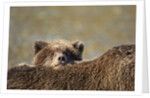 Brown Bear Cub and Mother, Katmai National Park, Alaska by Anonymous