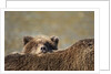Brown Bear Cub and Mother, Katmai National Park, Alaska by Anonymous