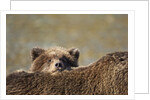 Brown Bear Cub and Mother, Katmai National Park, Alaska by Anonymous