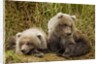 Brown Bear Spring Cubs, Katmai National Park, Alaska by Anonymous