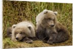 Brown Bear Spring Cubs, Katmai National Park, Alaska by Anonymous