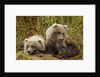 Brown Bear Spring Cubs, Katmai National Park, Alaska by Anonymous