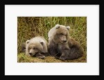 Brown Bear Spring Cubs, Katmai National Park, Alaska by Anonymous