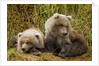 Brown Bear Spring Cubs, Katmai National Park, Alaska by Anonymous